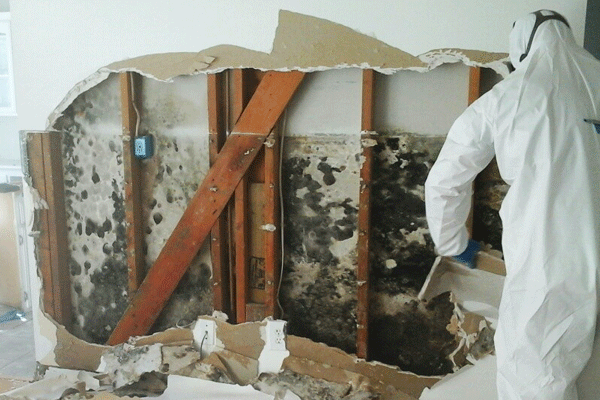 mold removal