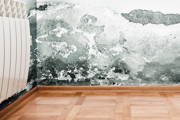 mold removal sandusky