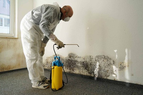 mold removal toledo