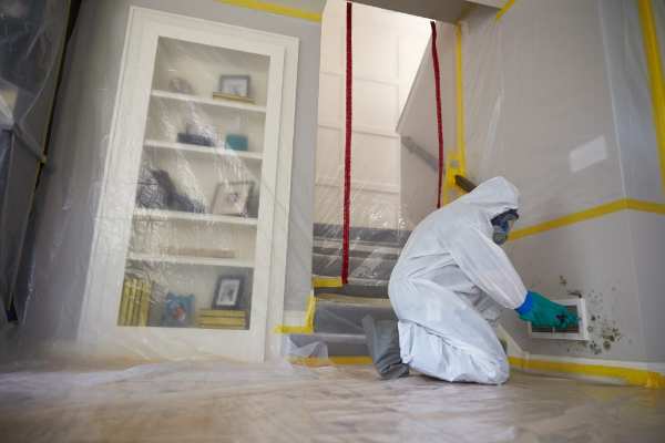 mold removal company