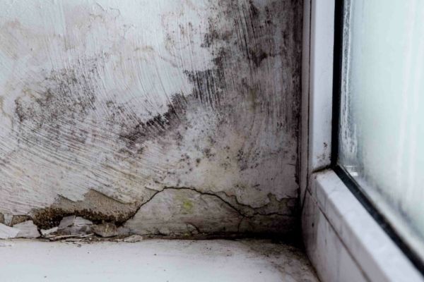 Mold Damage Removal Cleveland OH